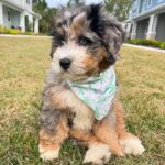 WhatsApp Image 2025-10-23 at 23.10.21_d4dc0a9e