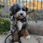 WhatsApp Image 2025-10-24 at 00.32.11_f383cd86