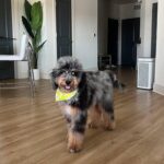 WhatsApp Image 2025-10-24 at 00.37.37_b2ee9348